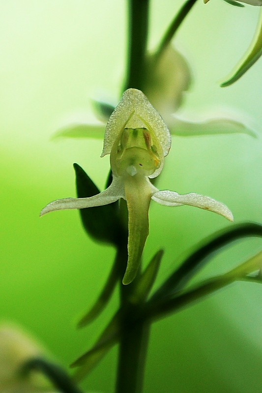 Platanthera chlorantha e altro.